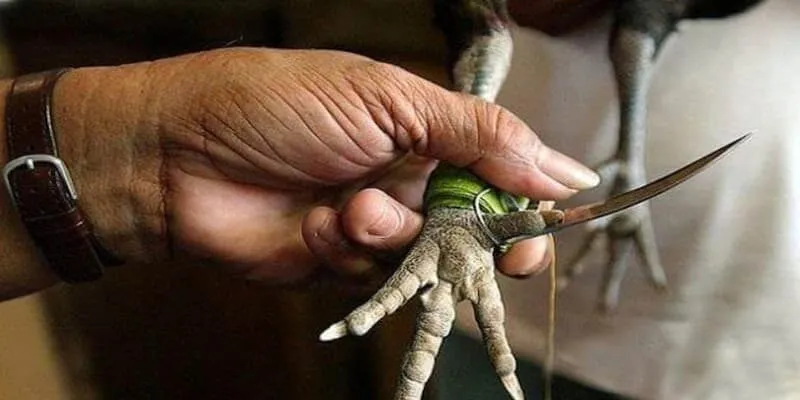 Đá Gà Cựa Dao - Kỹ Thuật Buộc Dao Vào Cựa Gà Để Chiến Thắng Những điều cần chú ý quan trọng khi buộc dao vào cựa gà