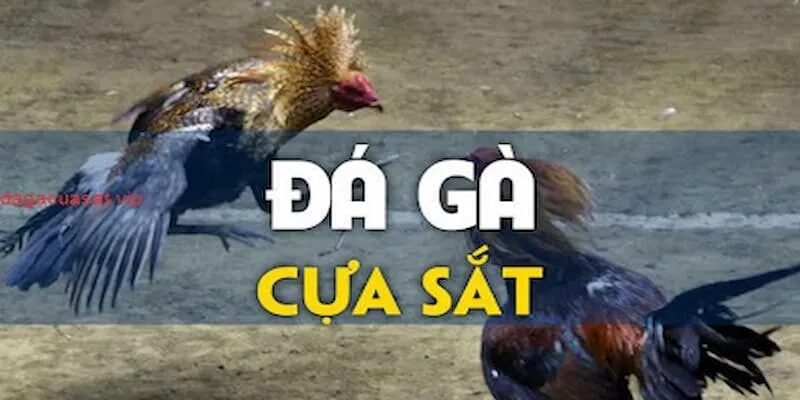 Đá Gà Cựa Sắt – Các Hình Thức Phổ Biến Và Những Lời Khuyên da-ga-cua-sat-1-1