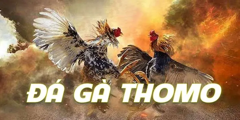 Đá Gà Thomo Typhu88 Là Đỉnh Cao Của Giải Trí Hàng Đầu da-ga-thomo-1