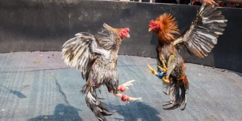 Luật Chơi Đá Gà Cựa Sắt Và Các Điều Cần Lưu Ý Luật chơi đá gà cựa sắt trên typhu88 như thế nào?